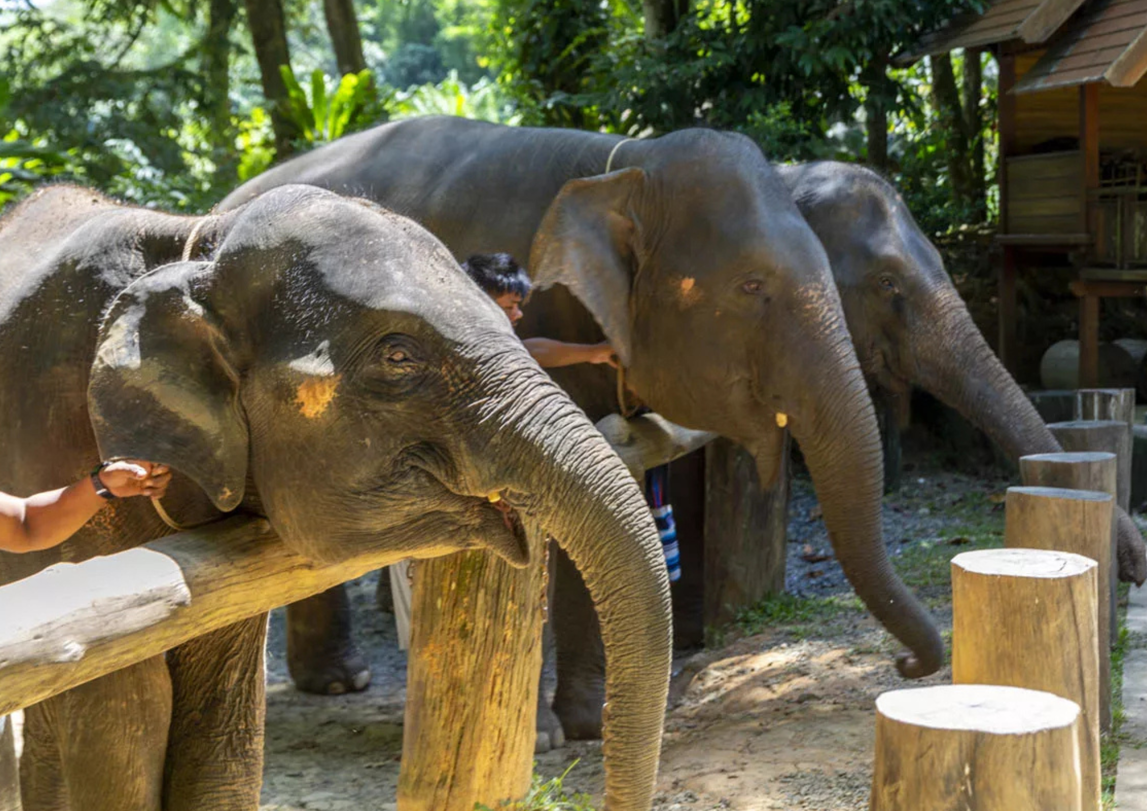Khao Lak Jungle Safari Tour
